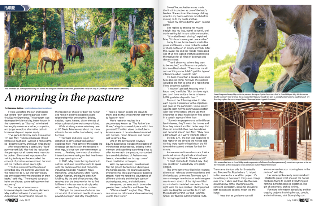 A morning in the pasture article about Stormy May and the Equine Experience